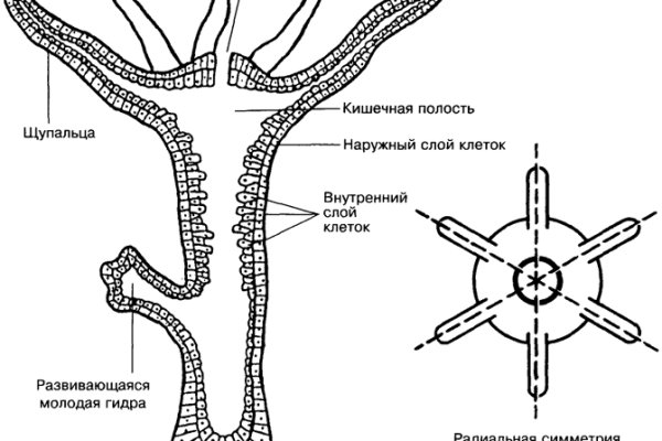 Кракен тор ссылка сегодня